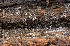 Schwarzes Spinnwebbecherchen, Foto 5