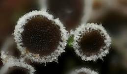 Schwarzes Spinnwebbecherchen, Foto 33