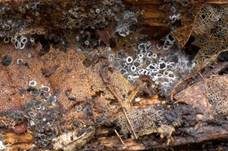 Schwarzes Spinnwebbecherchen, Foto 6