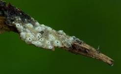 Schwarzes Spinnwebbecherchen, Foto 7