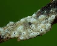 Schwarzes Spinnwebbecherchen, Foto 8