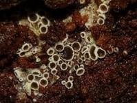 Schwarzes Spinnwebbecherchen, Foto 11
