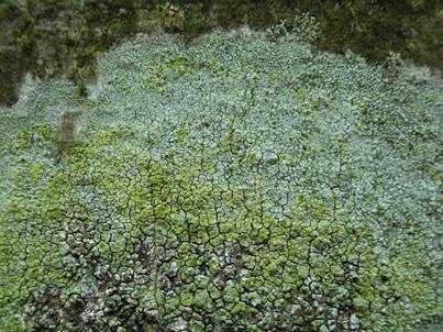 Bleichgrüne Kuchenflechte, Foto 3