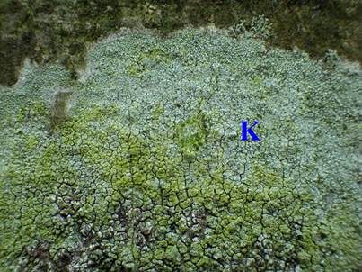 Bleichgrüne Kuchenflechte, Foto 4