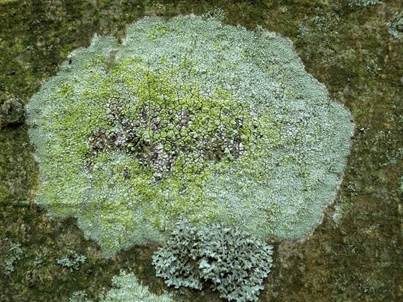 Bleichgrüne Kuchenflechte, Foto 5