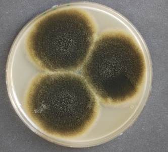 Schwärze-Schimmelpilz Alternaria, Foto 2