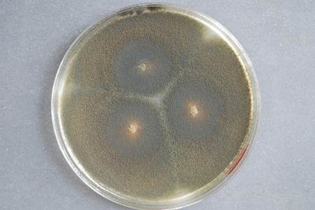 Schwärze-Schimmelpilz Alternaria, Foto 3