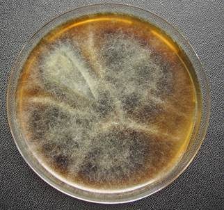 Schwärze-Schimmelpilz Alternaria, Foto 5