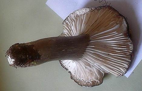 Schwarzfaseriger Schneckling, Foto 2