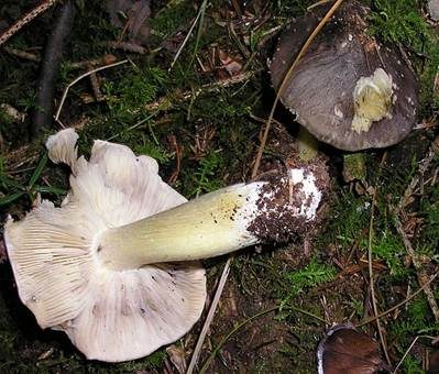 Schwarzfaseriger Ritterling, Foto 2