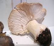Schwarzfaseriger Ritterling, Foto 16