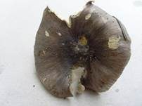 Schwarzfaseriger Ritterling, Foto 23