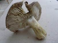 Schwarzfaseriger Ritterling, Foto 24
