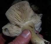 Schwarzfaseriger Ritterling, Foto 30