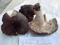 Schwarzfaseriger Ritterling, Foto 37
