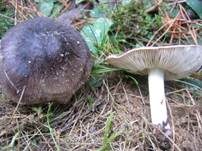 Schwarzfaseriger Ritterling, Foto 6