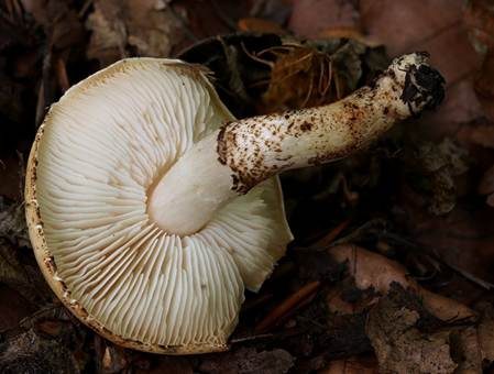 Schwarzfleckiger Schmierschirmling, Foto 3
