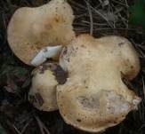 Schwarzfleckiger Schmierschirmling, Foto 13