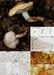 Schwarzfleckiger Schmierschirmling, Foto 15