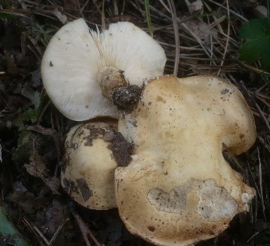 Schwarzfleckiger Schmierschirmling, Foto 4