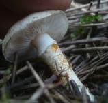 Schwarzfleckiger Schmierschirmling, Foto 5
