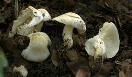 Schwarzfleckiger Schmierschirmling, Foto 6