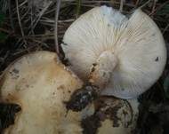 Schwarzfleckiger Schmierschirmling, Foto 7