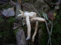Schwarzfleckiger Schmierschirmling, Foto 9