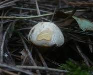 Schwarzfleckiger Schmierschirmling, Foto 10