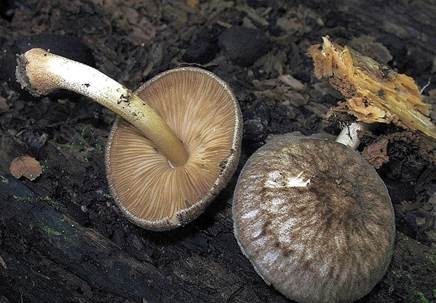 Schwarzflockiger Dachpilz, Foto 2