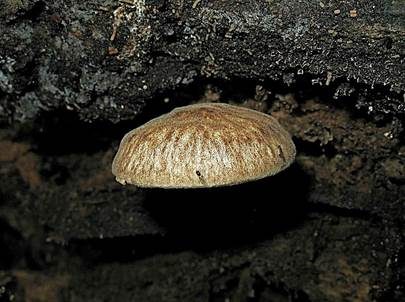 Schwarzflockiger Dachpilz, Foto 3