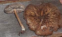 Schwarzflockiger Dachpilz, Foto 9