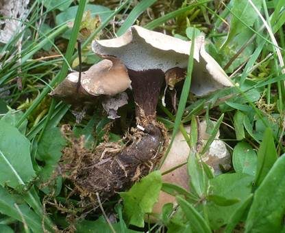 Schwarzfußstielporling, Foto 2
