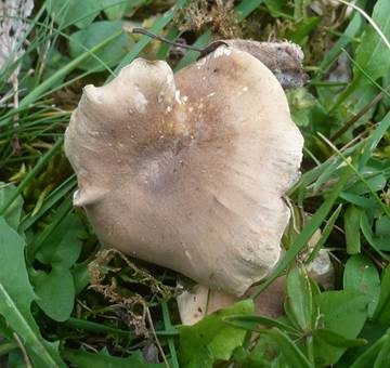 Schwarzfußstielporling, Foto 3