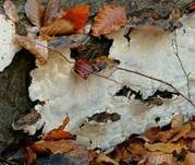 Schwarzgebänderter Harzporling, Foto 31