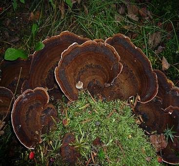 Schwarzgebänderter Harzporling, Foto 5