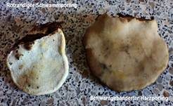 Schwarzgebänderter Harzporling, Foto 34