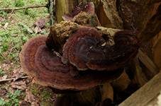 Schwarzgebänderter Harzporling, Foto 8