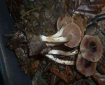 Schwarzgebuckelter Wasserkopf, Foto 2