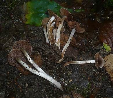 Schwarzgebuckelter Wasserkopf, Foto 3
