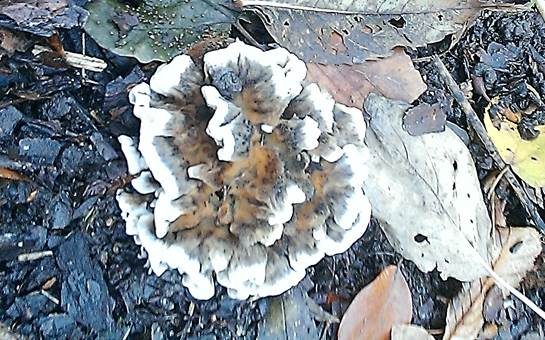 Schwarzgelber Warzenpilz, Foto 2