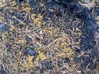 Schwarzgesäumter Brandstellenbecherling, Foto 14
