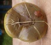 Schwarzgrüner Klumpfuß, Foto 16