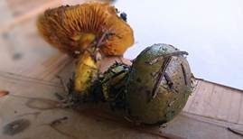 Schwarzgrüner Klumpfuß, Foto 22