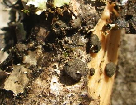 Schwarzgrüner Kugelkrustenpilz, Foto 2