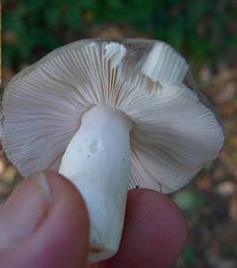 Schwarzgrüner Täubling, Foto 2