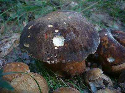 Schwarzhütiger Steinpilz, Foto 3