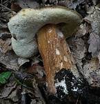Schwarzhütiger Steinpilz, Foto 13
