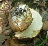 Schwarzhütiger Steinpilz, Foto 14