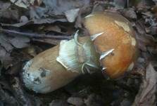 Schwarzhütiger Steinpilz, Foto 15